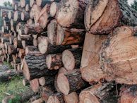Stack of raw timber logs ready for processing in a bright, organized storage area.