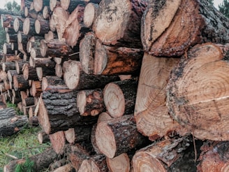 A large stack of cut logs with visible rings and bark, arranged in an orderly fashion. The logs appear fresh and are set against a natural background with some greenery.