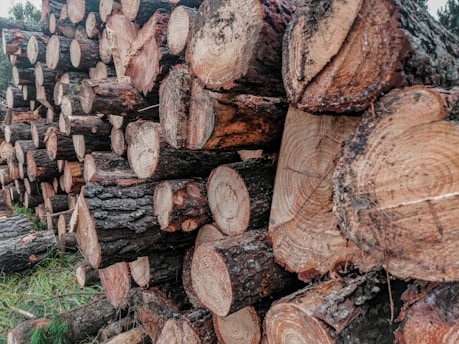 A large stack of cut logs with visible rings and bark, arranged in an orderly fashion. The logs appear fresh and are set against a natural background with some greenery.