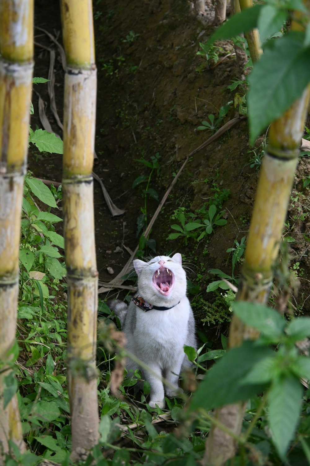 a white cat yawns while standing in the grass