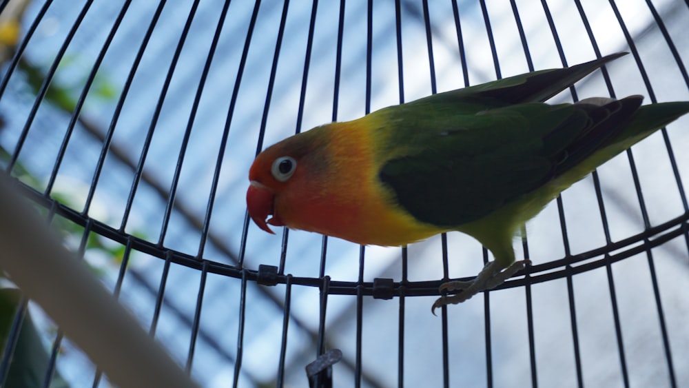 a colorful bird sitting on top of a metal cage