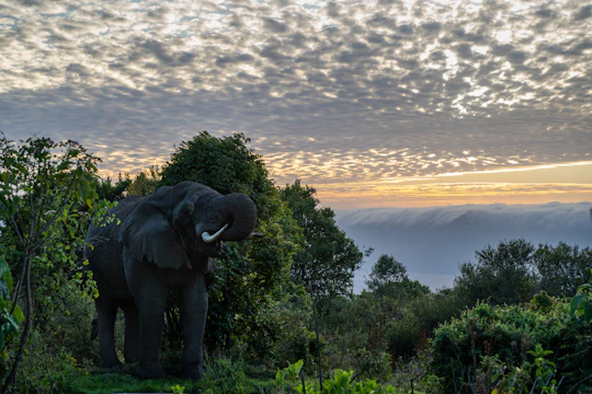 A filmmaker filming a wild elephant in a dense forest at golden hour, camera equipment silhouetted against the warm light.