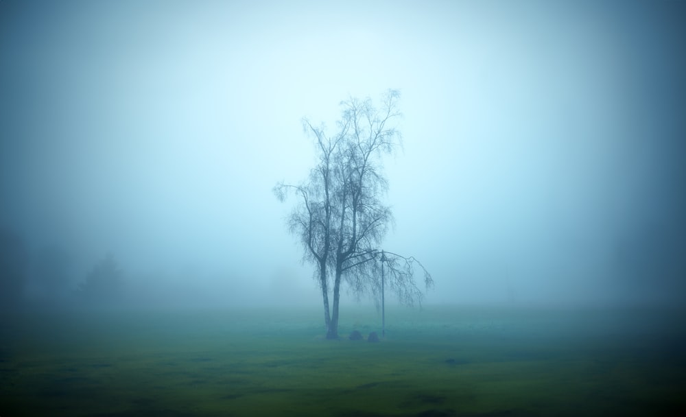 a foggy field with a lone tree in the foreground