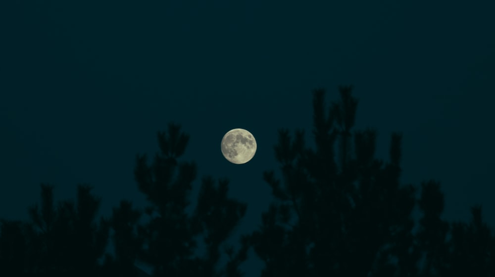 a full moon seen through the branches of a tree