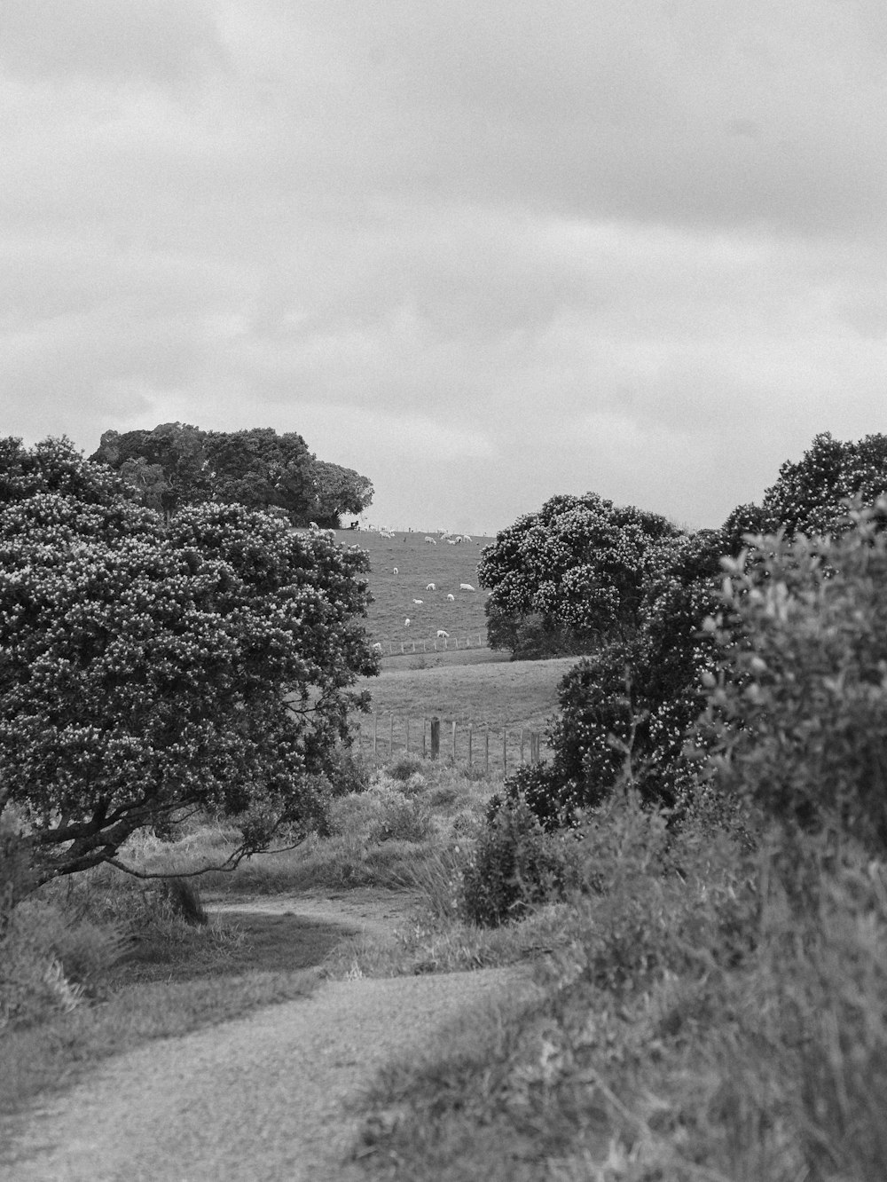 a black and white photo of a dirt road