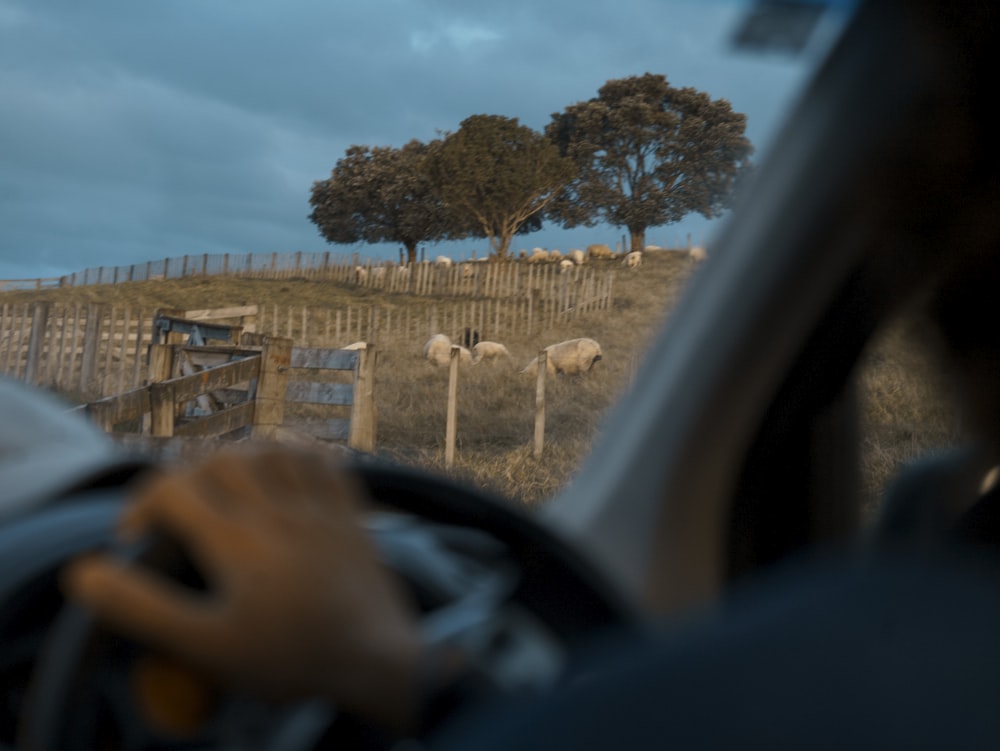a person driving a car in front of a herd of sheep