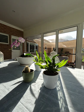 A sunlit patio featuring a plastic outdoor dining chair, terracotta planter with vibrant flowers, and a wooden coffee table.
