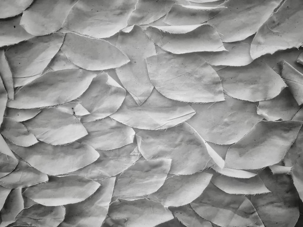 a black and white photo of a bunch of leaves