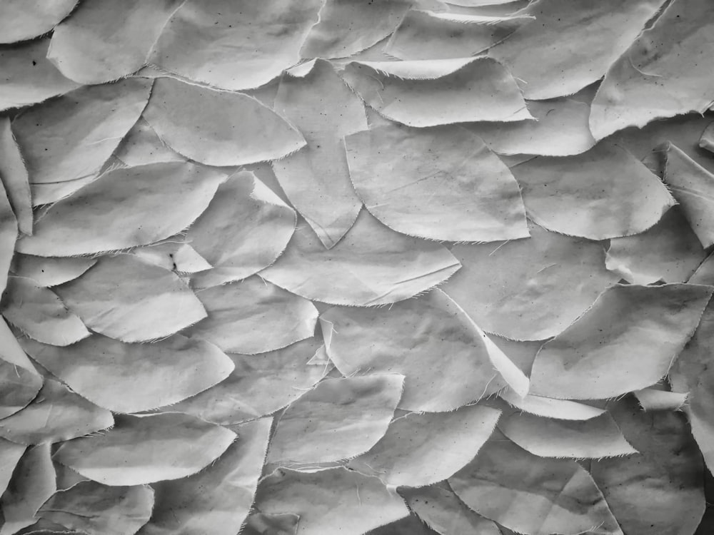 Una foto en blanco y negro de un manojo de hojas