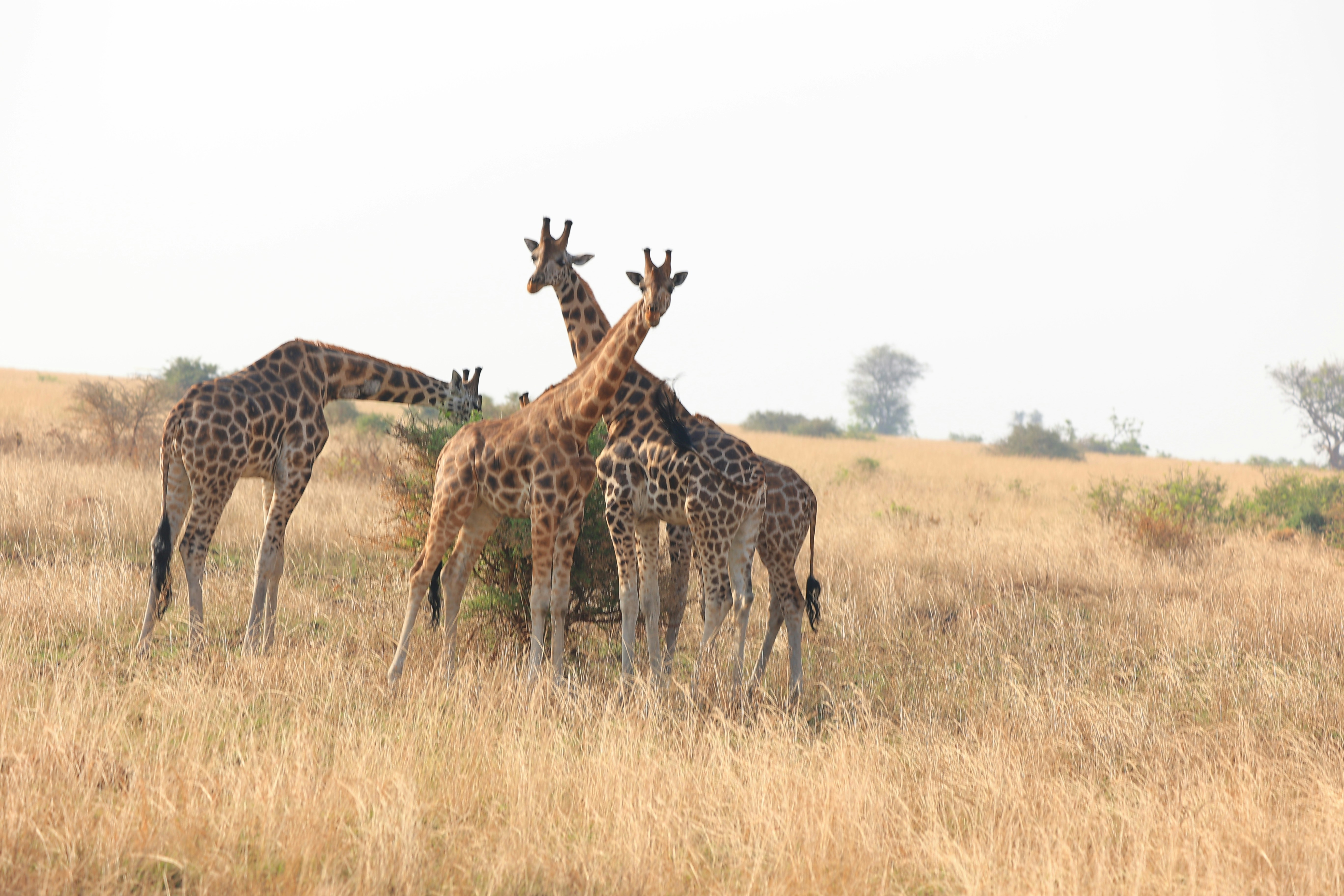 Photo by clintonmwebaze