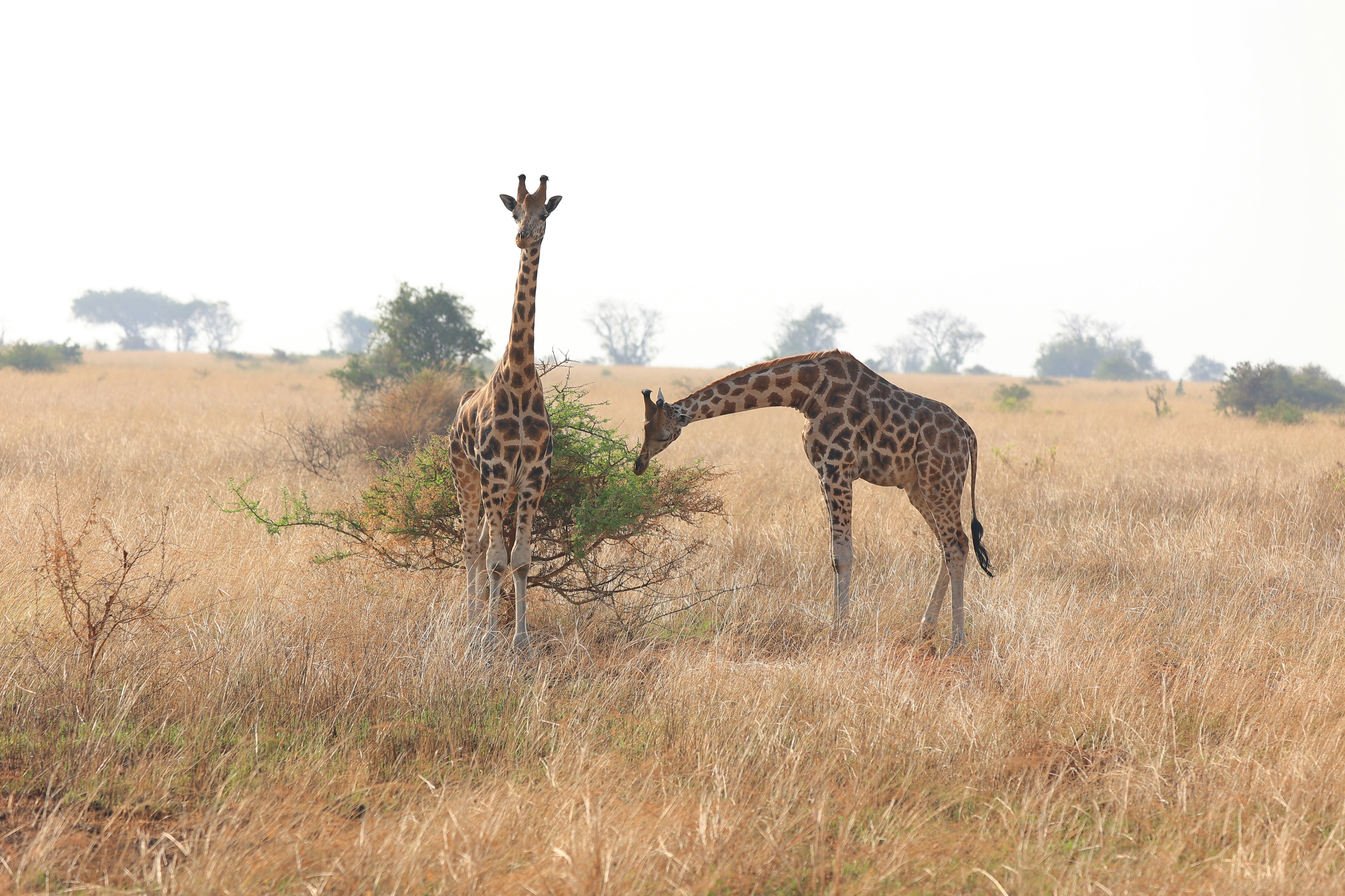 Photo by clintonmwebaze