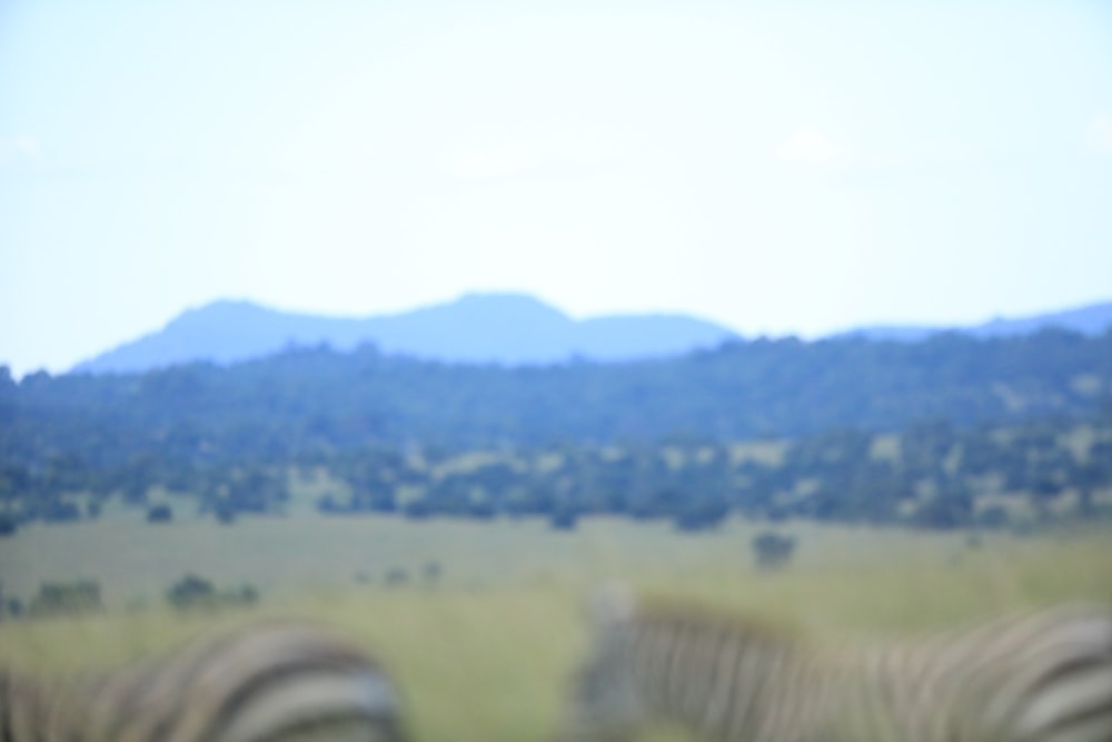 a blurry photo of a herd of zebras in a field