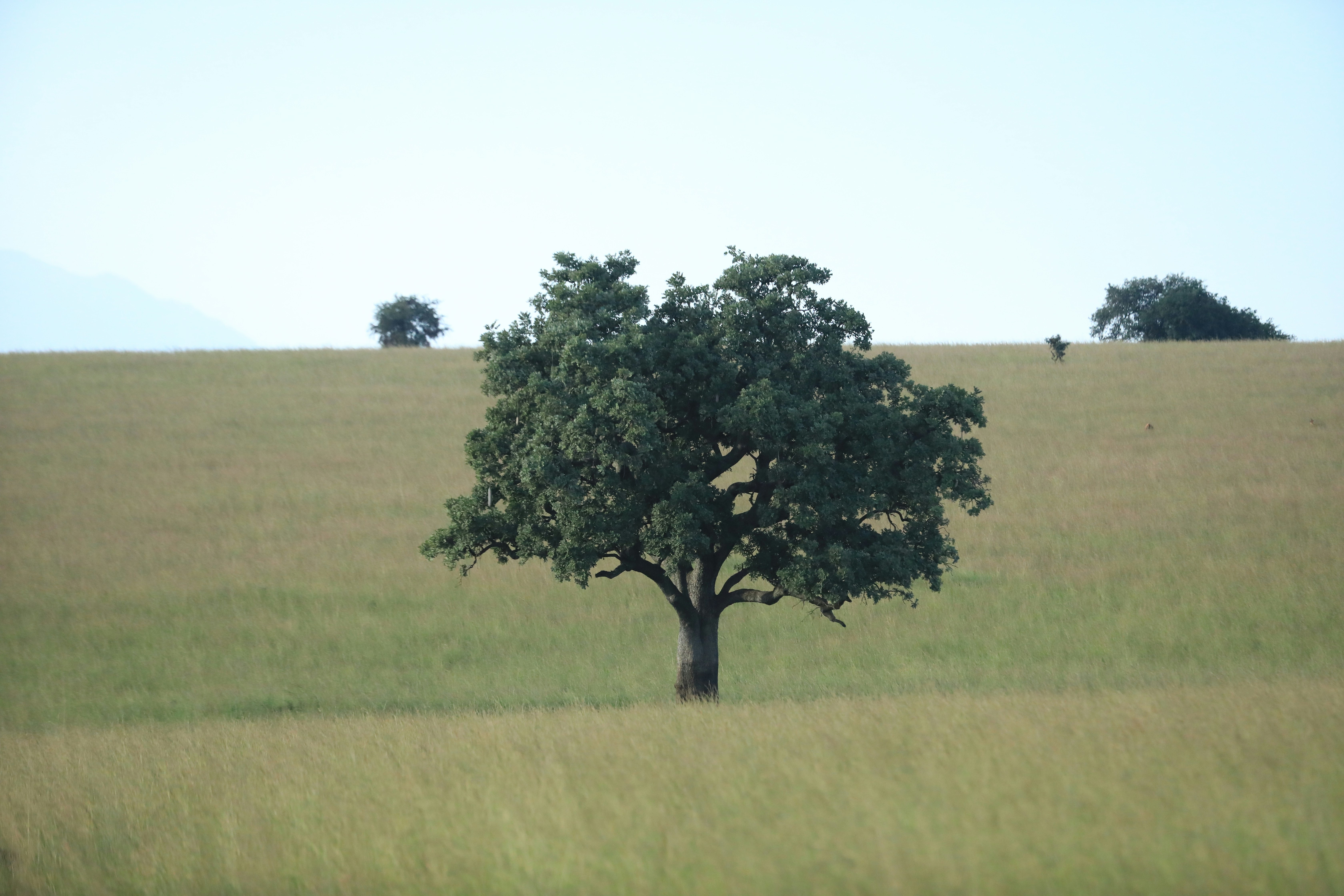 Photo by clintonmwebaze