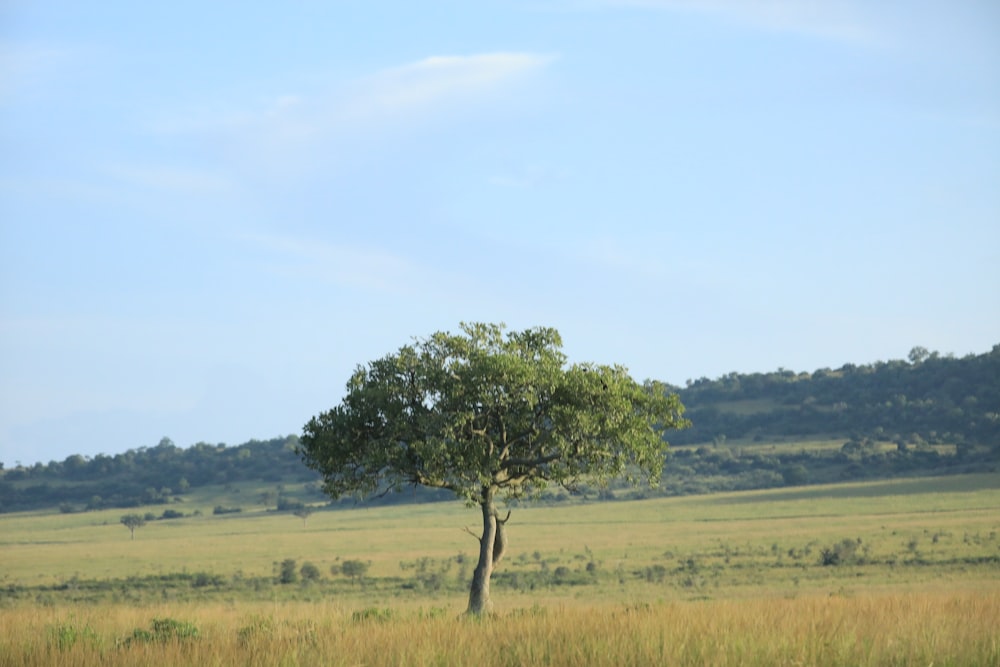 a lone tree in a grassy field with a hill in the background