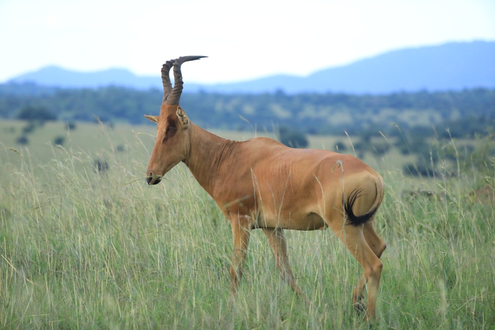 an antelope standing in a grassy field with mountains in the background