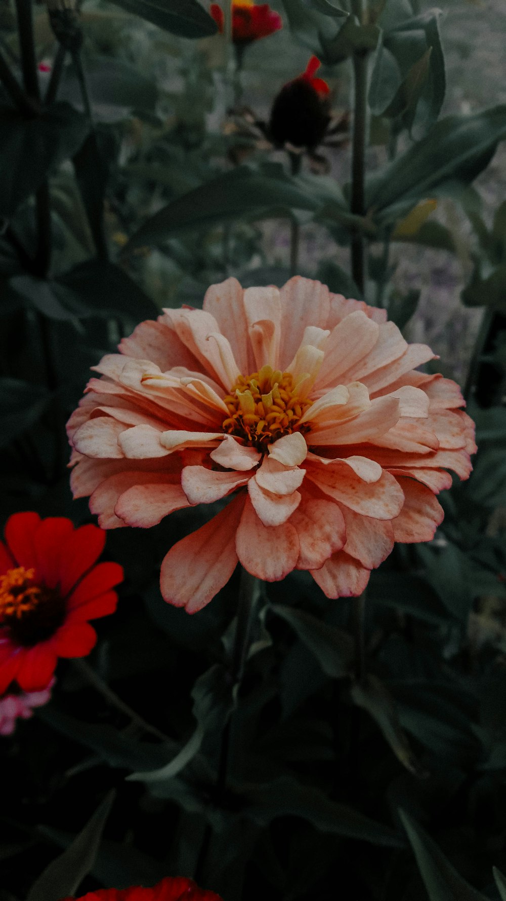 a close up of a flower in a field