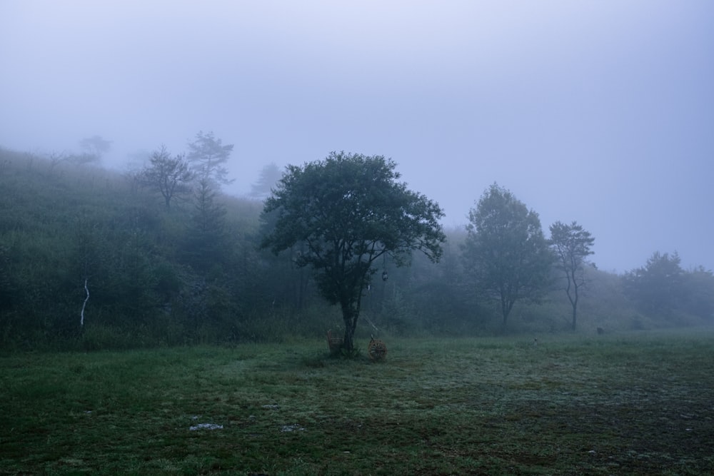 a foggy field with a lone tree in the foreground