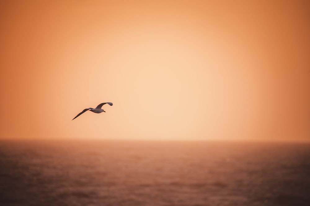 a bird flying over a body of water