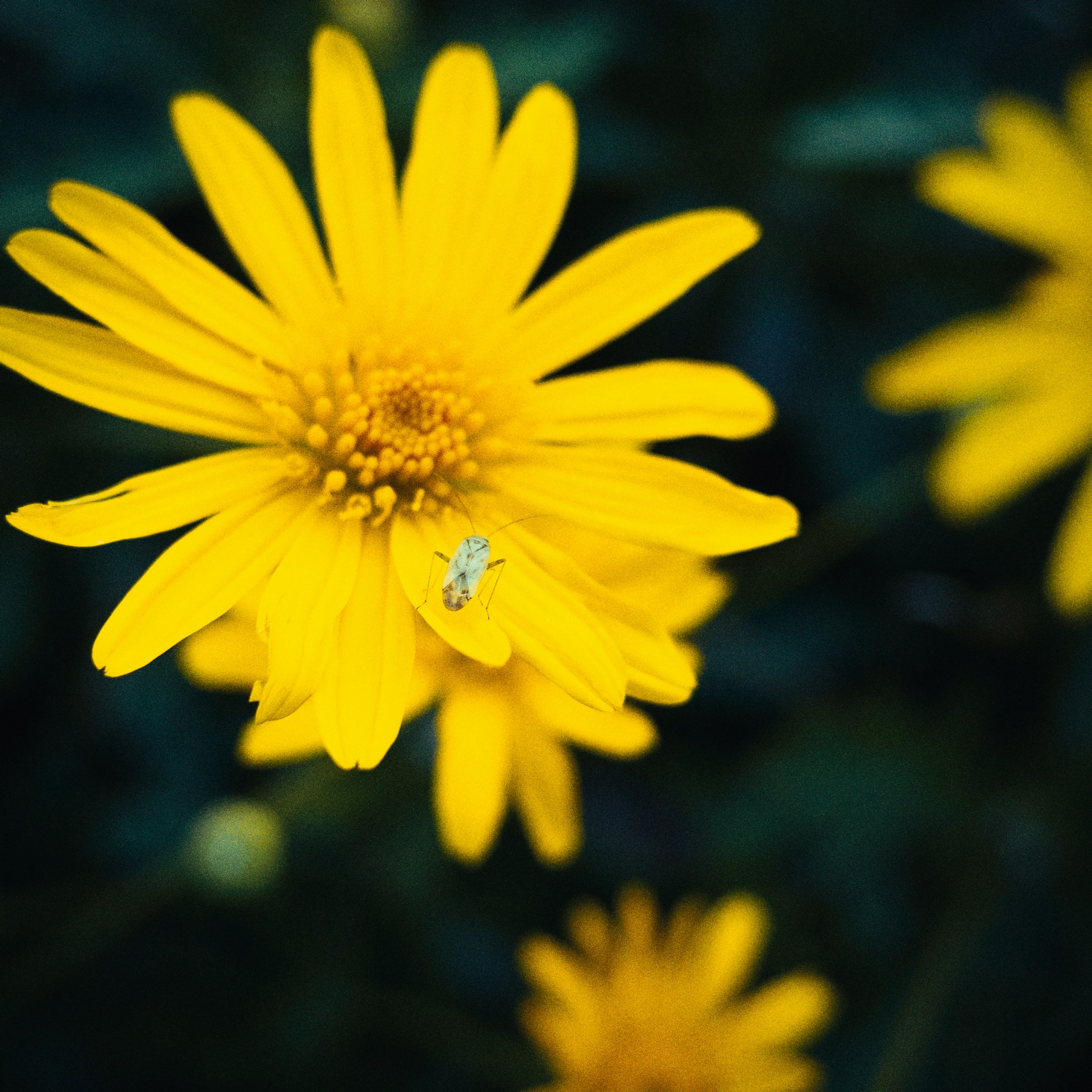 Photo by dodowang1994