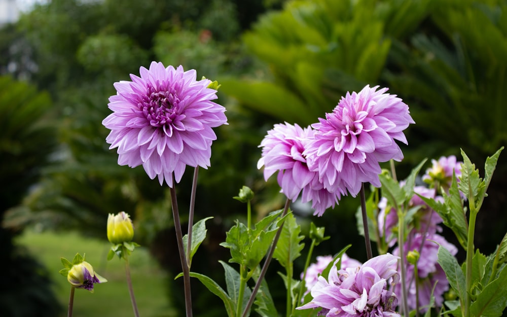 un ramo de flores moradas en un jardín