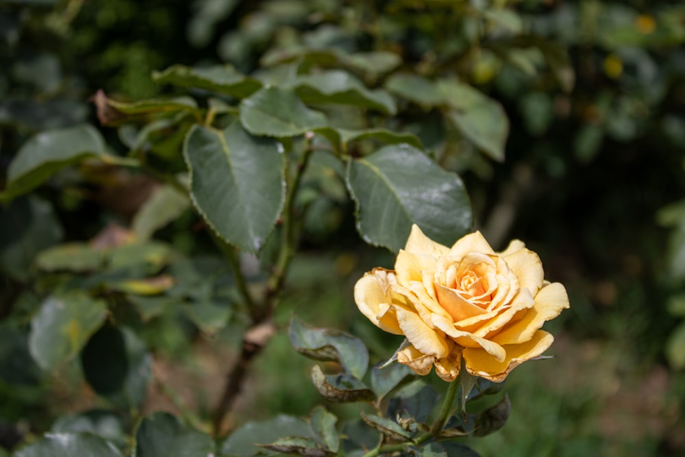 uma rosa amarela está florescendo em um jardim