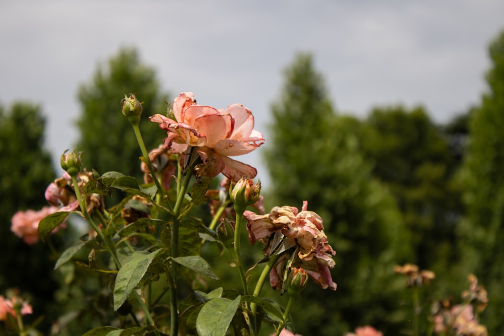 a bunch of flowers that are in a field