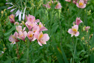 A peaceful garden scene with soft yellow flowers and a hint of Pistachio’s favorite perch.