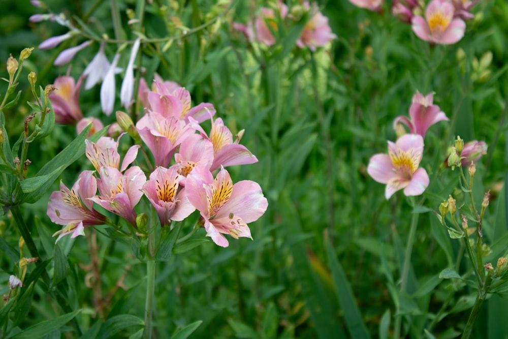 a bunch of flowers that are in the grass