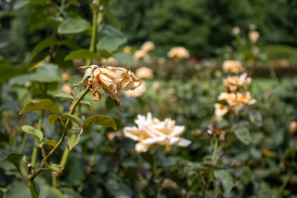 a bunch of flowers that are in a field