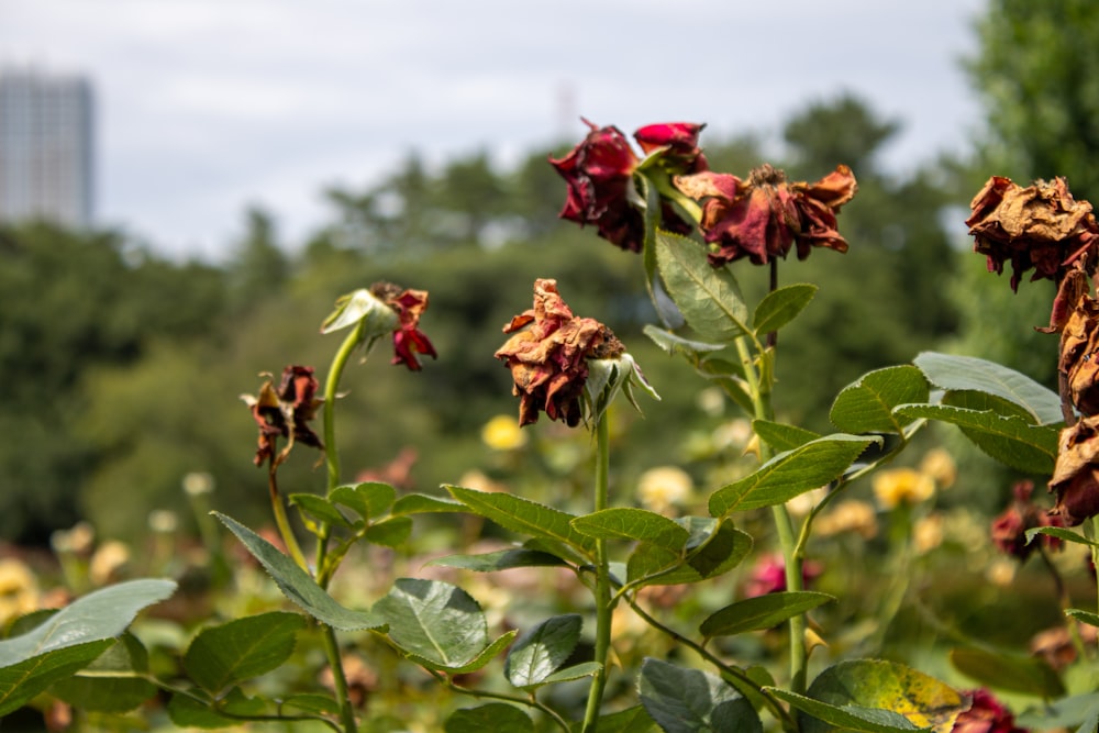 a field full of flowers with trees in the background