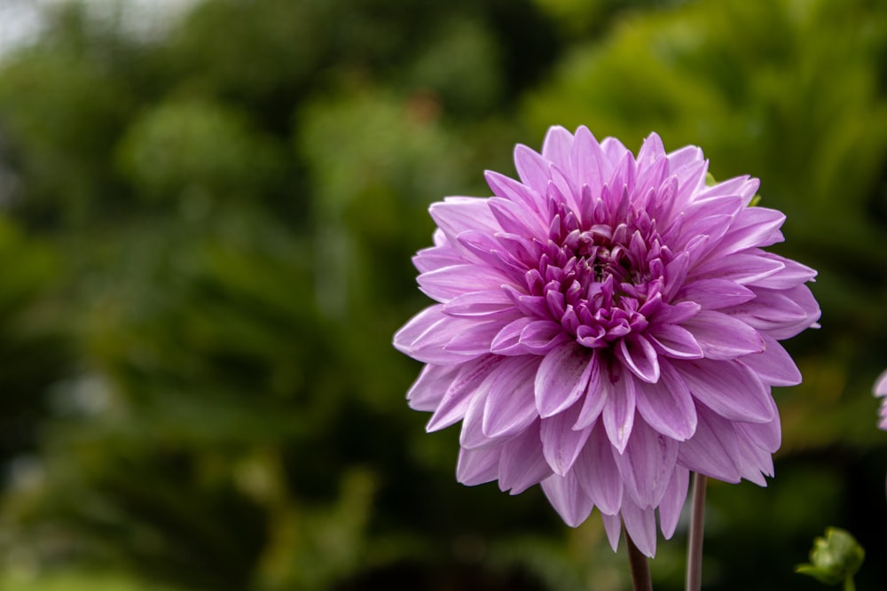 a close up of a purple flower with green leaves in the background