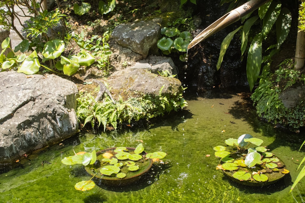 a pond filled with lots of water lilies