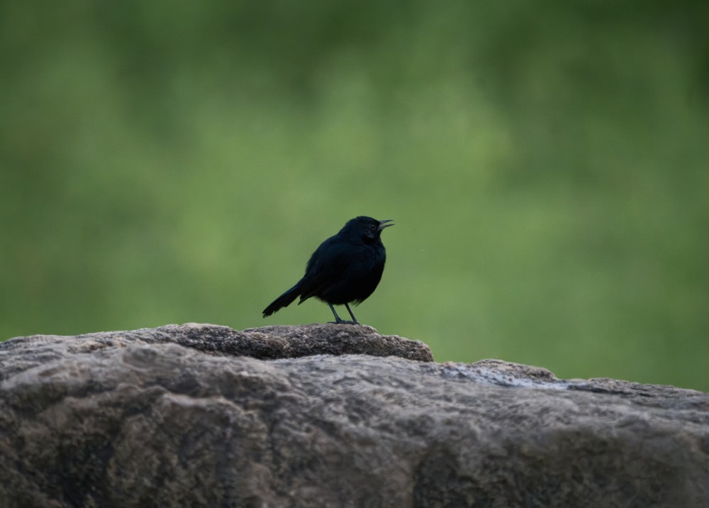 un pájaro negro sentado en lo alto de una roca