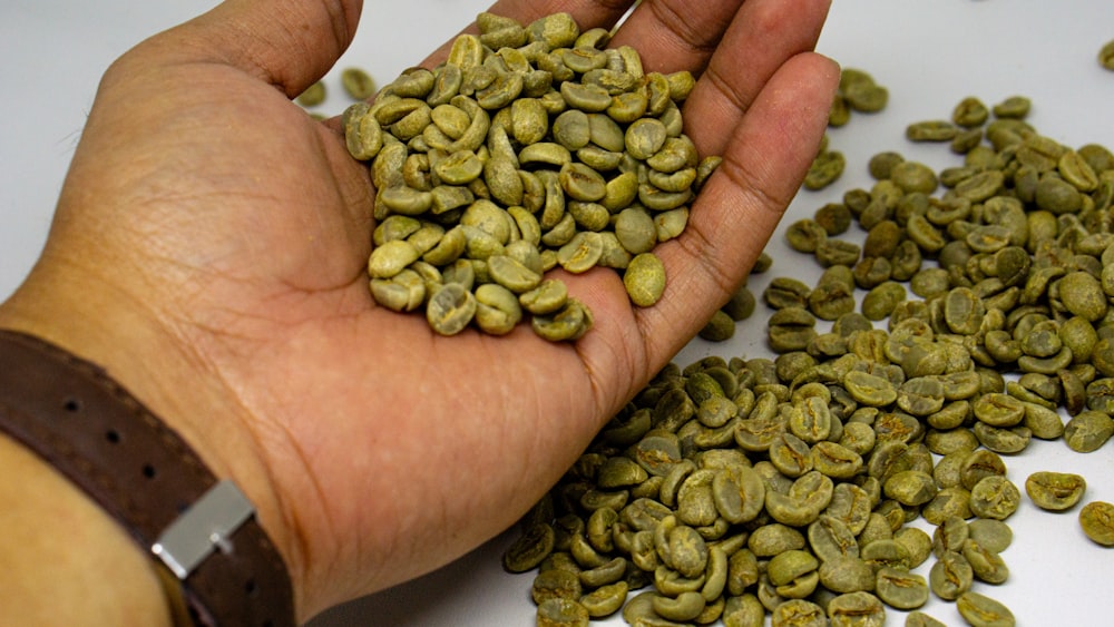 a hand holding a handful of green coffee beans