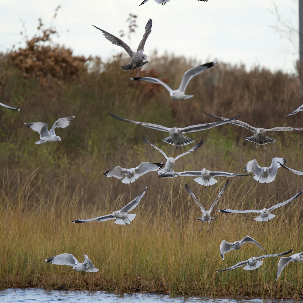 a flock of birds flying over a body of water