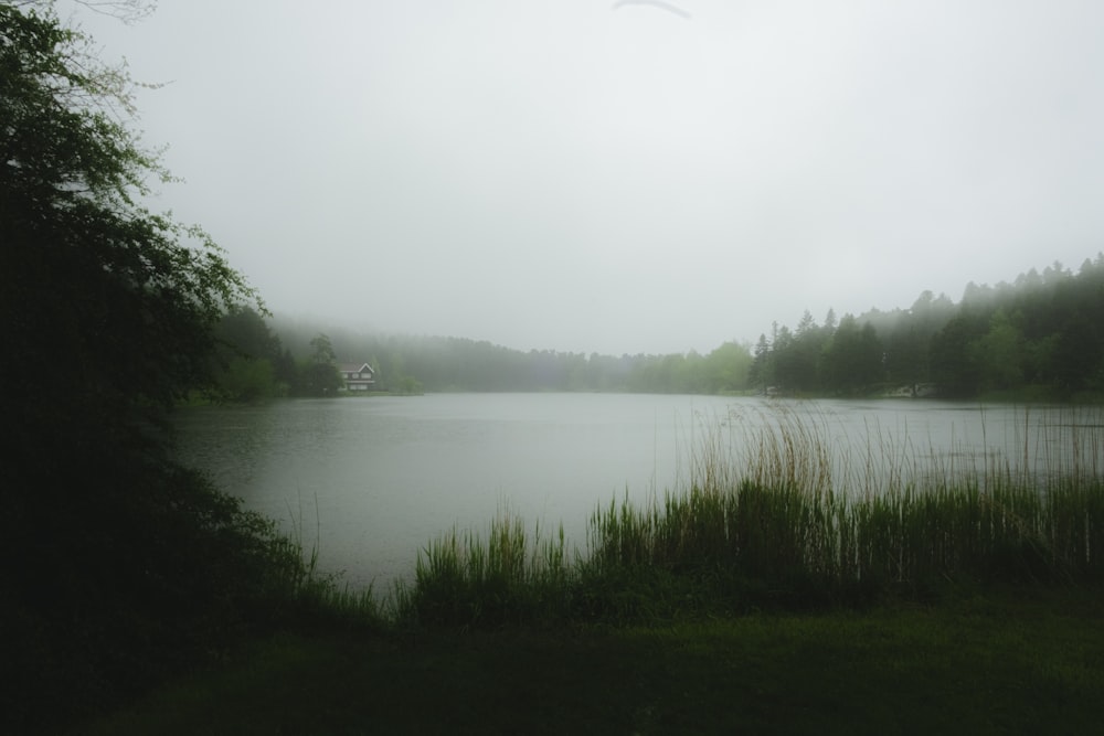 a lake surrounded by tall grass and trees