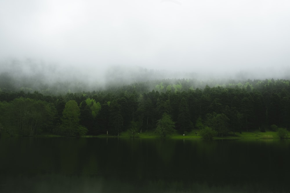 a body of water surrounded by a forest