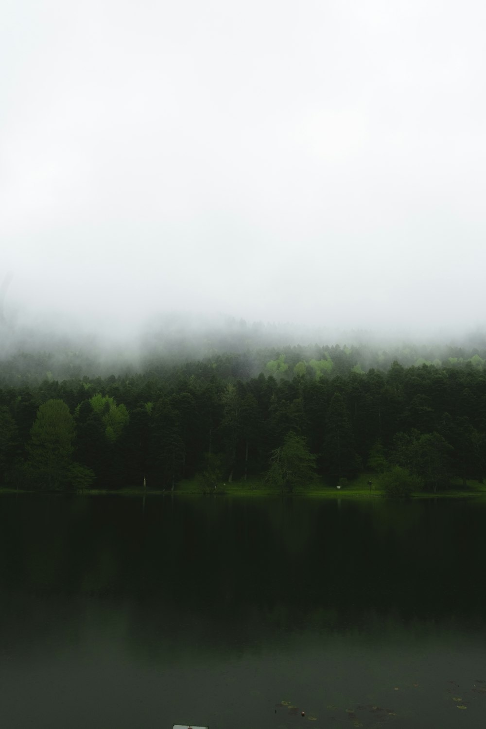 a body of water surrounded by trees and fog