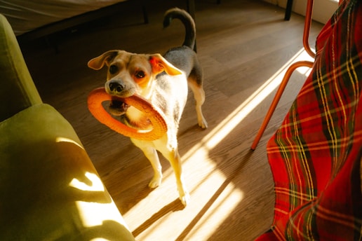 A small dog with a mixed coat pattern, featuring light and dark fur, holds an orange ring toy in its mouth. It stands on a wooden floor inside a well-lit room, with sunlight streaming in from a nearby window. Part of a green couch and a red plaid blanket on a chair are visible, adding pops of color to the scene.