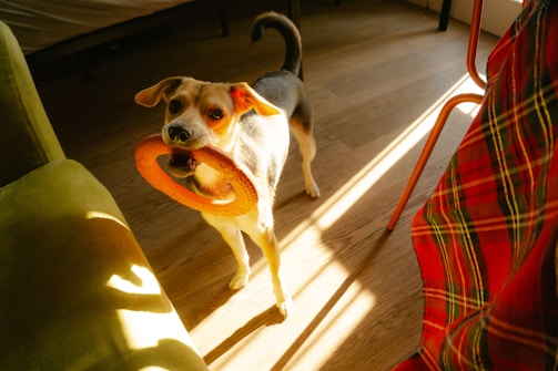 A small dog eagerly pawing at a colorful interactive treat-dispensing toy on a sunny living room floor.