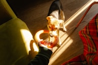 Bo and a favorite chew toy, caught in a playful tug-of-war moment.