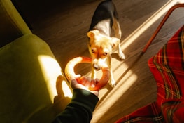 A joyful dog owner playing fetch with their dog using a Chewzzle toy.