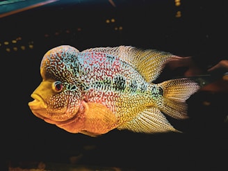 a fish that is sitting in the water