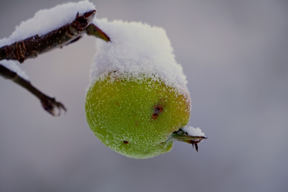 a close up of a green apple covered in snow