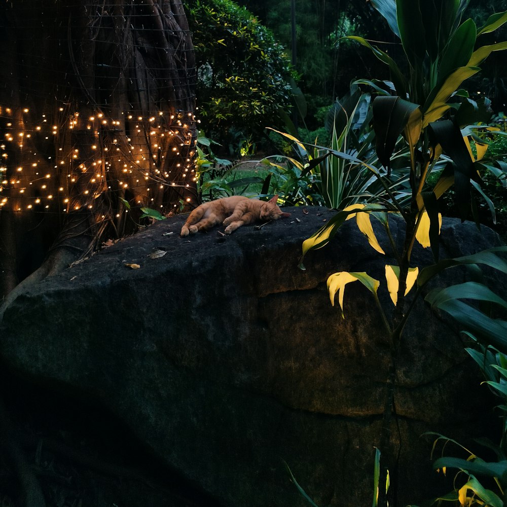 a dog sleeping on a rock in a jungle