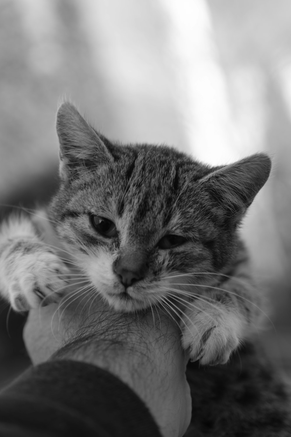 a black and white photo of a cat being held by a person