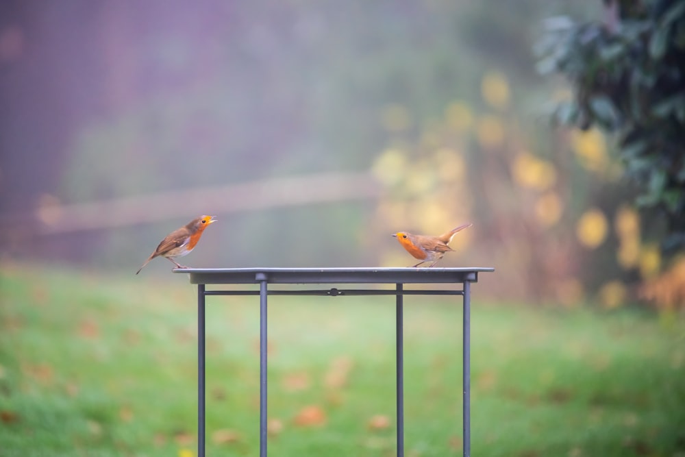 two small birds perched on top of a metal table