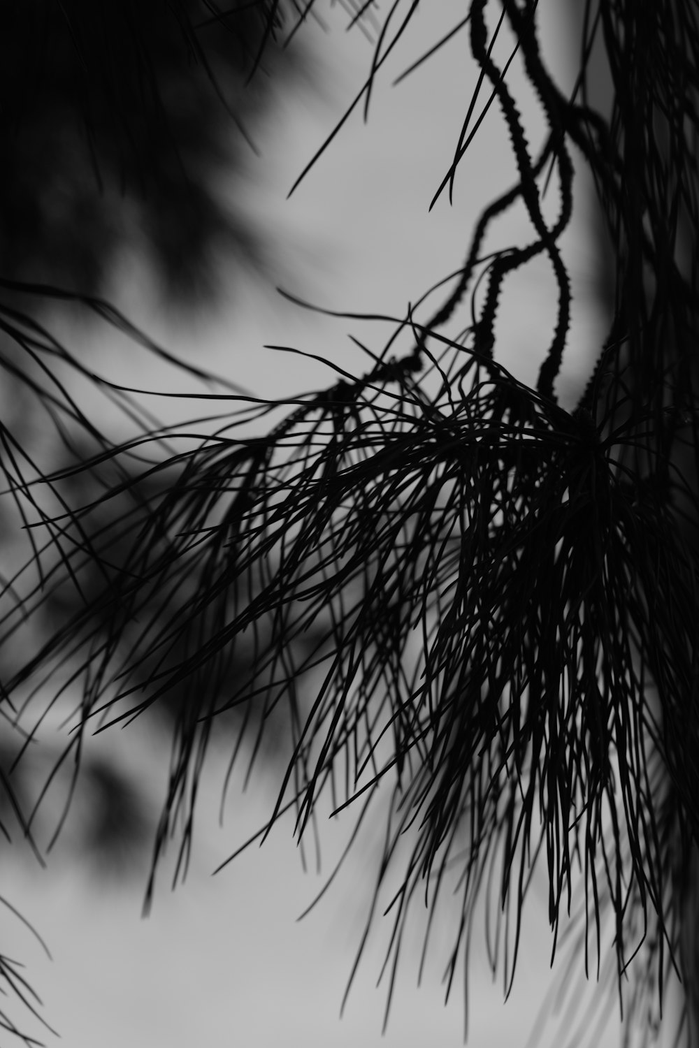 a black and white photo of a pine tree