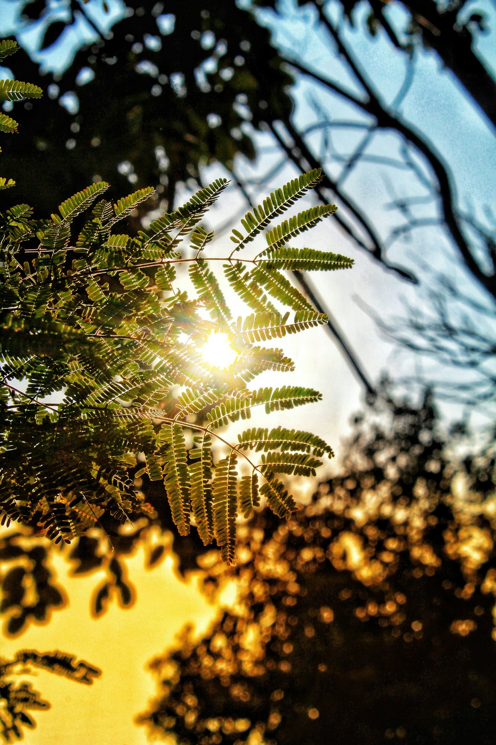 the sun shines through the leaves of a tree