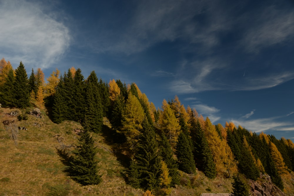 a row of pine trees on a hillside